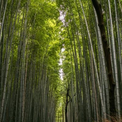 真实摩托车驾驶破解版下载